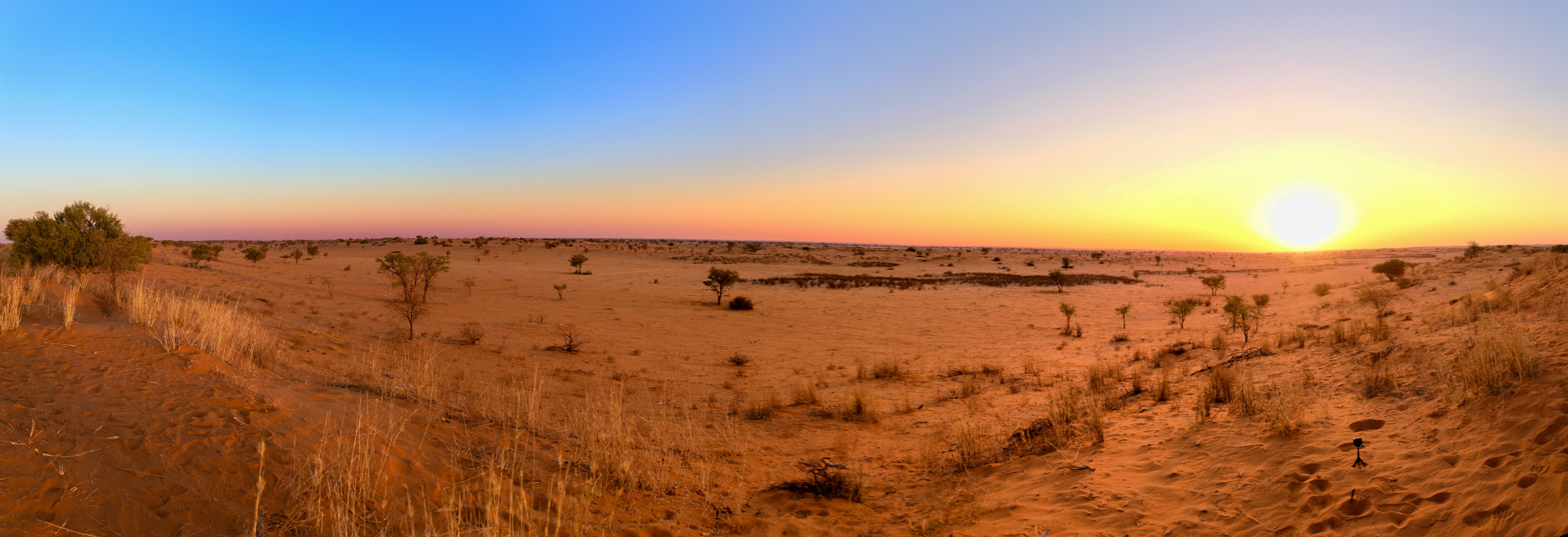 Sunset over a wide Kalahari plain with scattered acacia trees
