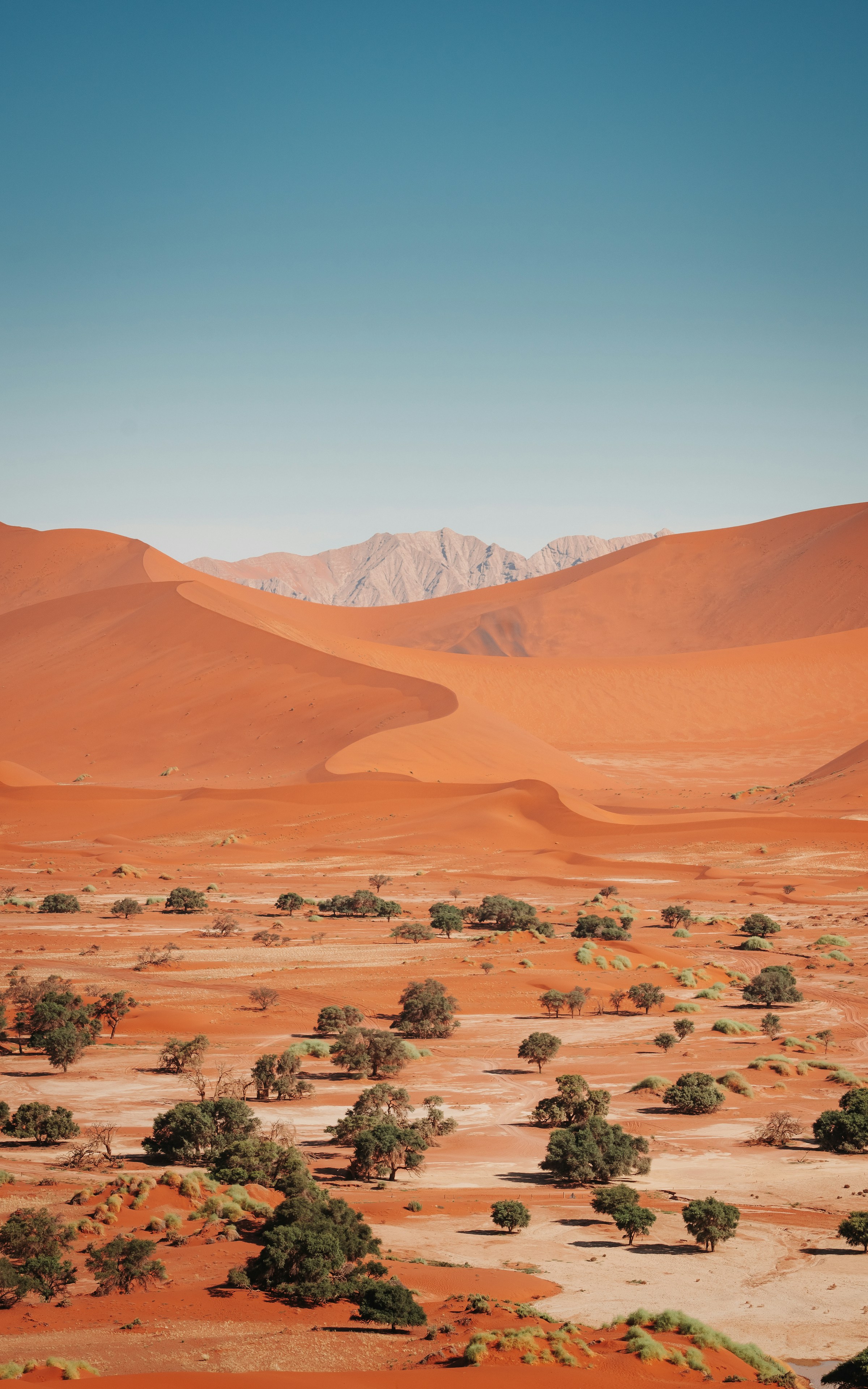 Red sand dunes and camel thorn trees in the Namib desert